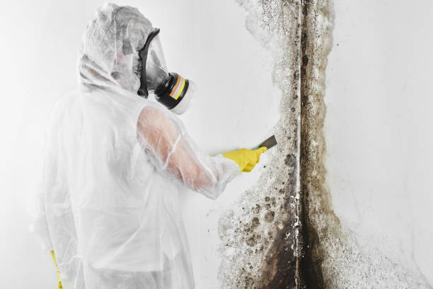 Best Attic Mold Removal  in Anacoco, LA