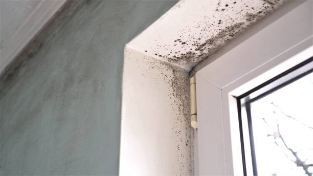 Best Mold Testing  in Anacoco, LA