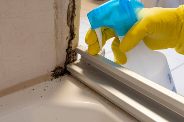 Best Mold Testing  in Anacoco, LA