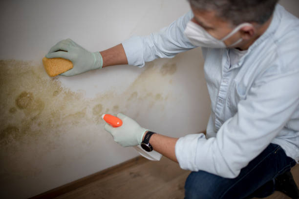 Best Mold Removal Company Near Me  in Anacoco, LA