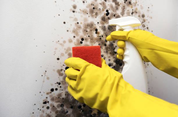 Best Fast Mold Removal  in Anacoco, LA