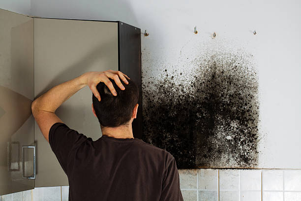 Best Toxic Mold Removal  in Anacoco, LA