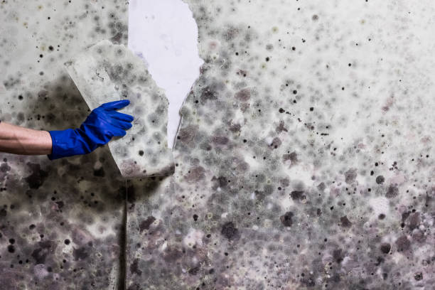 Best Mold Remediation  in Anacoco, LA