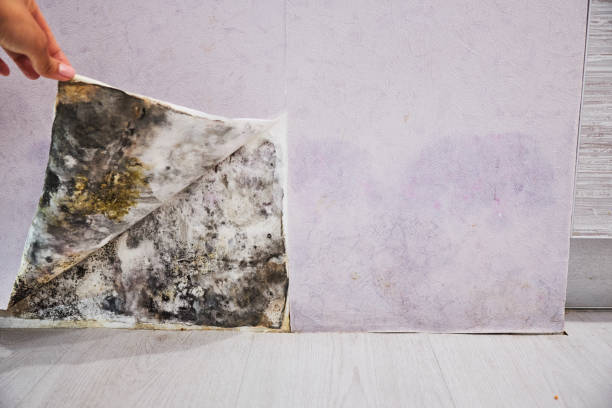 Best Residential Mold Removal  in Anacoco, LA